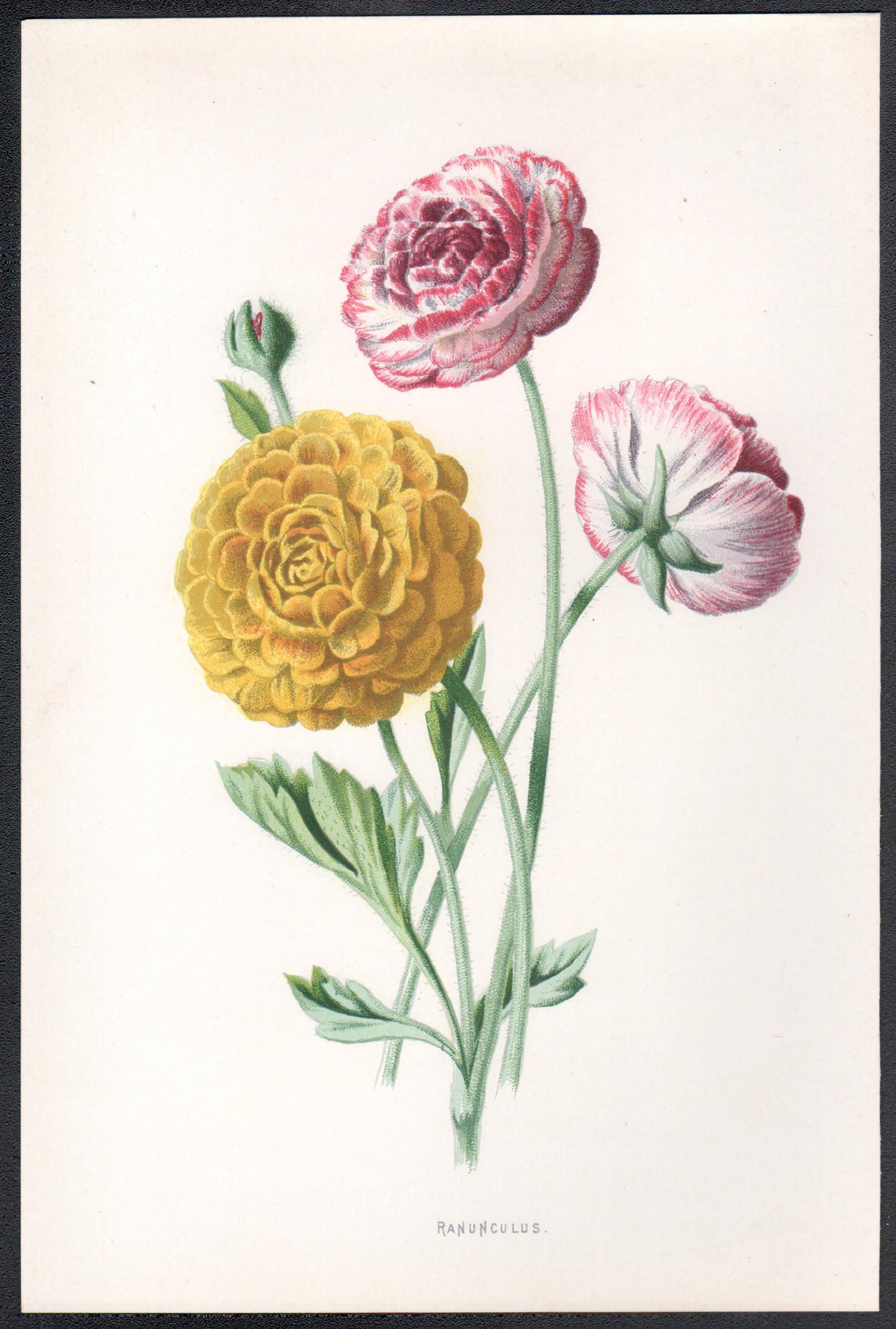 Ranunculus, fiore rosa antico inglese, cromolitografia botanica, 1895 - Print di Frederick William Hulme
