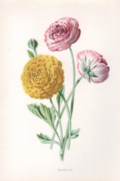 Ranunculus, English antique pink flower botanical chromolithograph, 1895