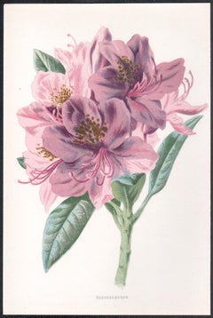 Rhododendron, English antique pink flower botanical chromolithograph, 1895