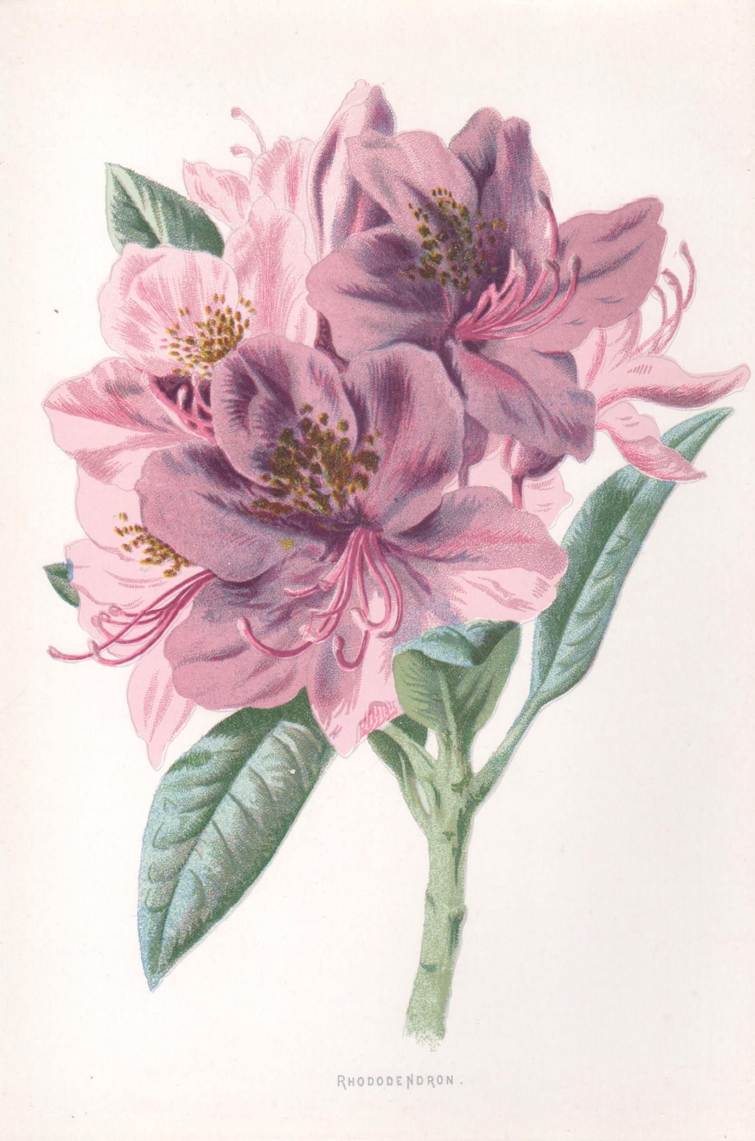 Frederick William Hulme Still-Life Print - Rhododendron, English antique pink flower botanical chromolithograph, 1895