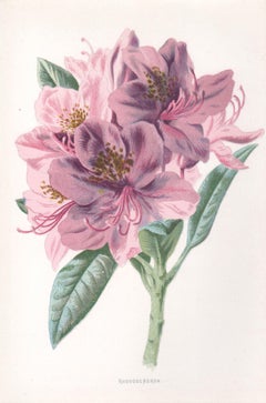 Rhododendron, English Antique pink flower botanical chromolithograph, 1895