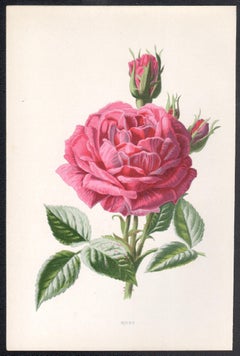 Rose, English antique pink flower botanical chromolithograph, 1895