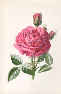 Rose, English antique pink flower botanical chromolithograph, 1895