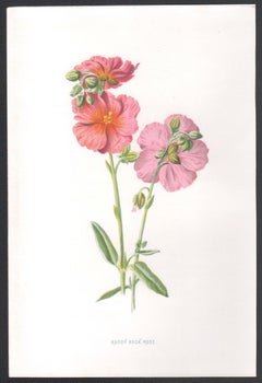 Ruddy Rock Rose, English antique pink flower botanical chromolithograph, 1895