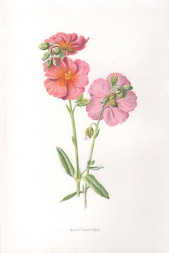 Ruddy Rock Rose, English antique pink flower botanical chromolithograph, 1895