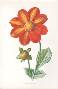 Single Dahlia, English antique flower botanical chromolithograph, 1895