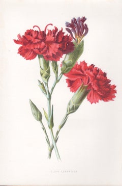 Six English antique flower botanical chromolithographs, 1895 Six English antique flower botanical chromolithographs, 1895