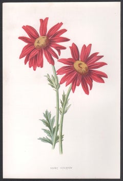Feverfew des neiges, chromolithographie botanique anglaise ancienne de fleur rouge, 1895