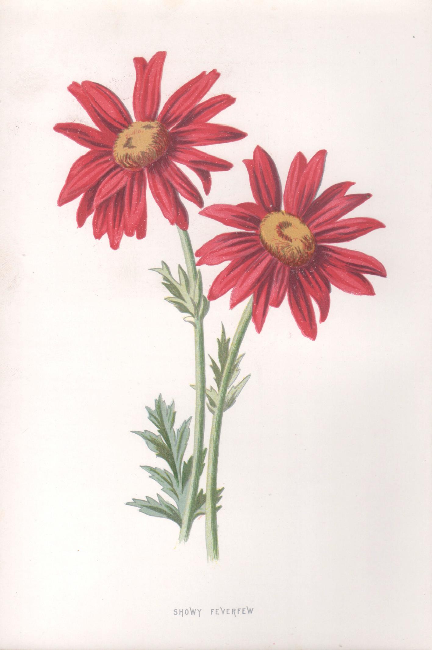 Print de Frederick William Hulme - Matricaria nevada, cromolitografía botánica de flor roja antigua inglesa, 1895