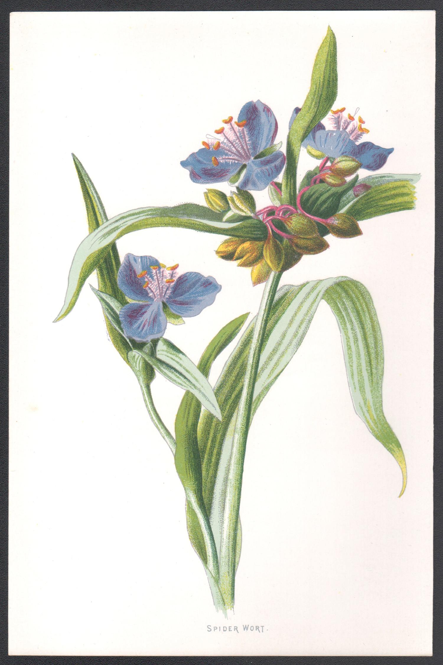 Spider Wort, English antique blue flower botanical chromolithograph, 1895 - Print by Frederick William Hulme