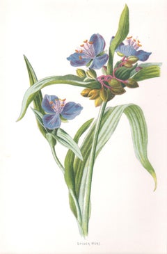 Spider Wort, English antique blue flower botanical chromolithograph, 1895