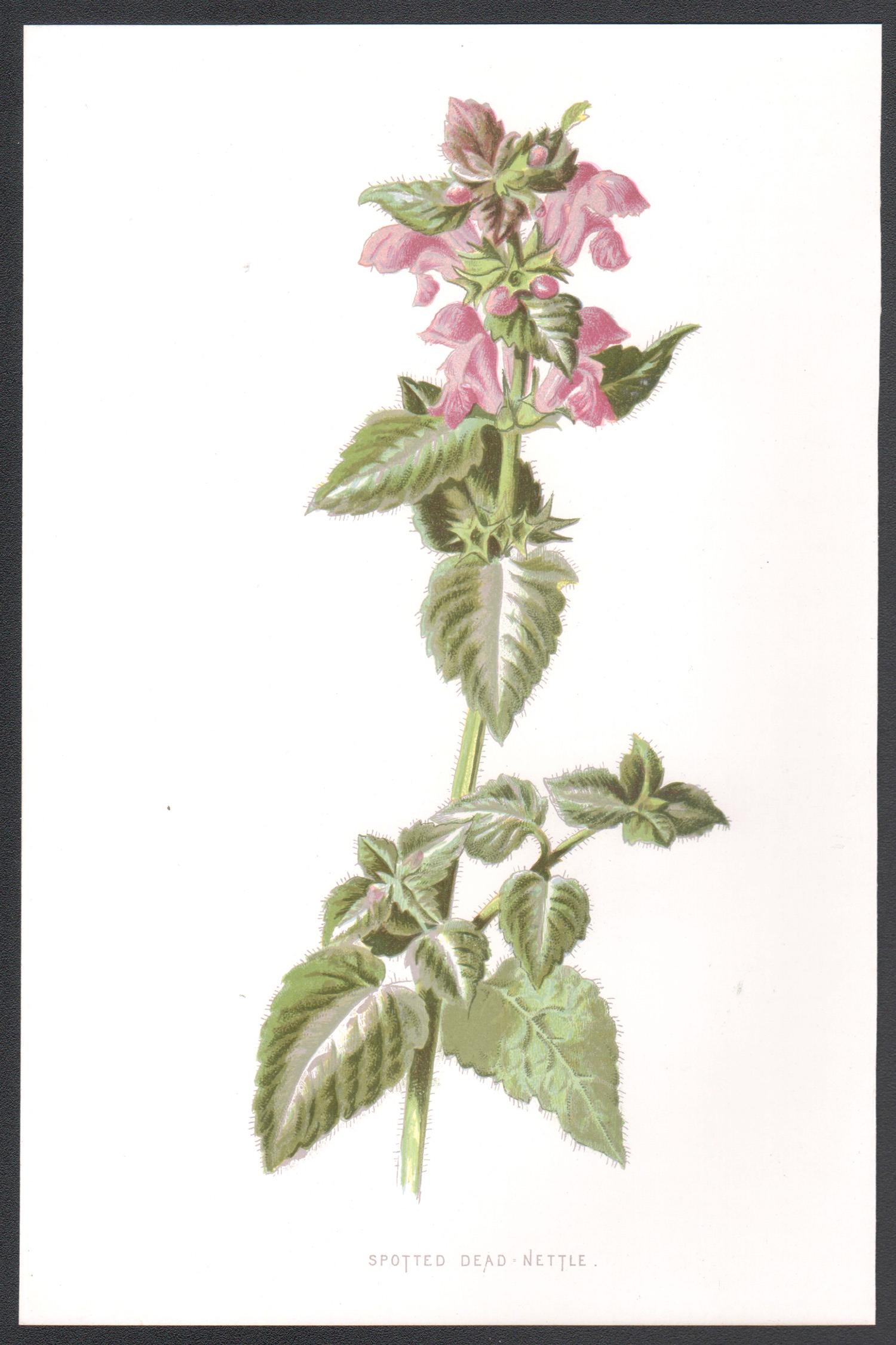 Ortica morta macchiata, cromolitografia botanica inglese di fiori antichi, 1895 - Print di Frederick William Hulme