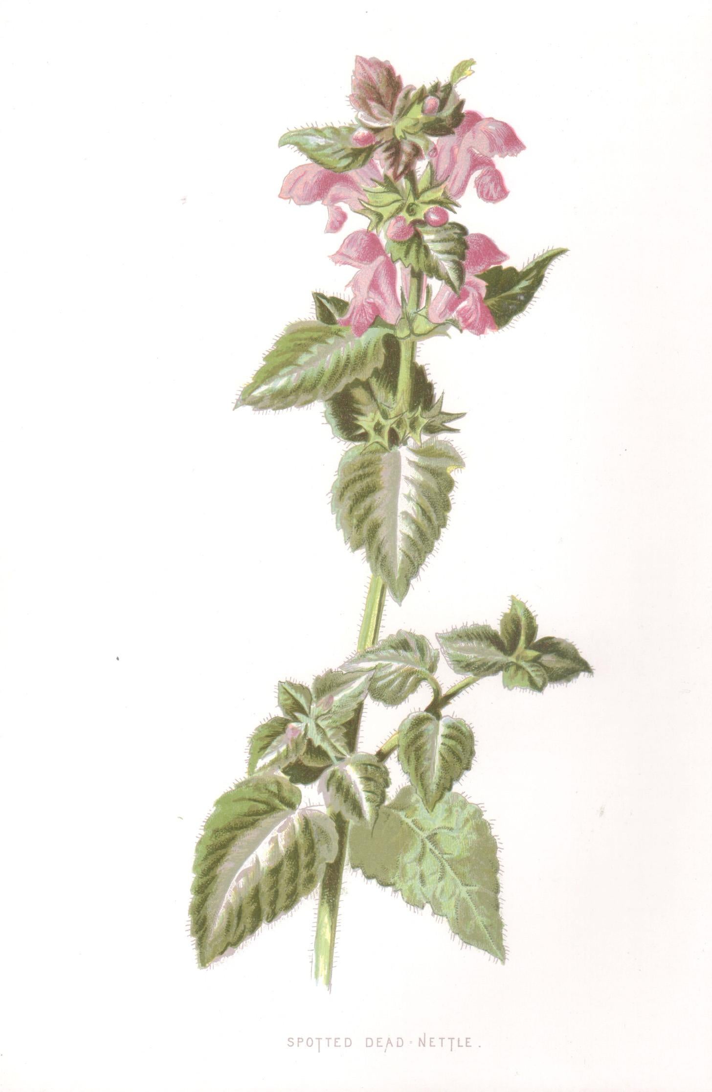 Still-Life Print di Frederick William Hulme - Ortica morta macchiata, cromolitografia botanica inglese di fiori antichi, 1895
