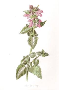 Spotted Dead Nettle, English antique flower botanical chromolithograph, 1895