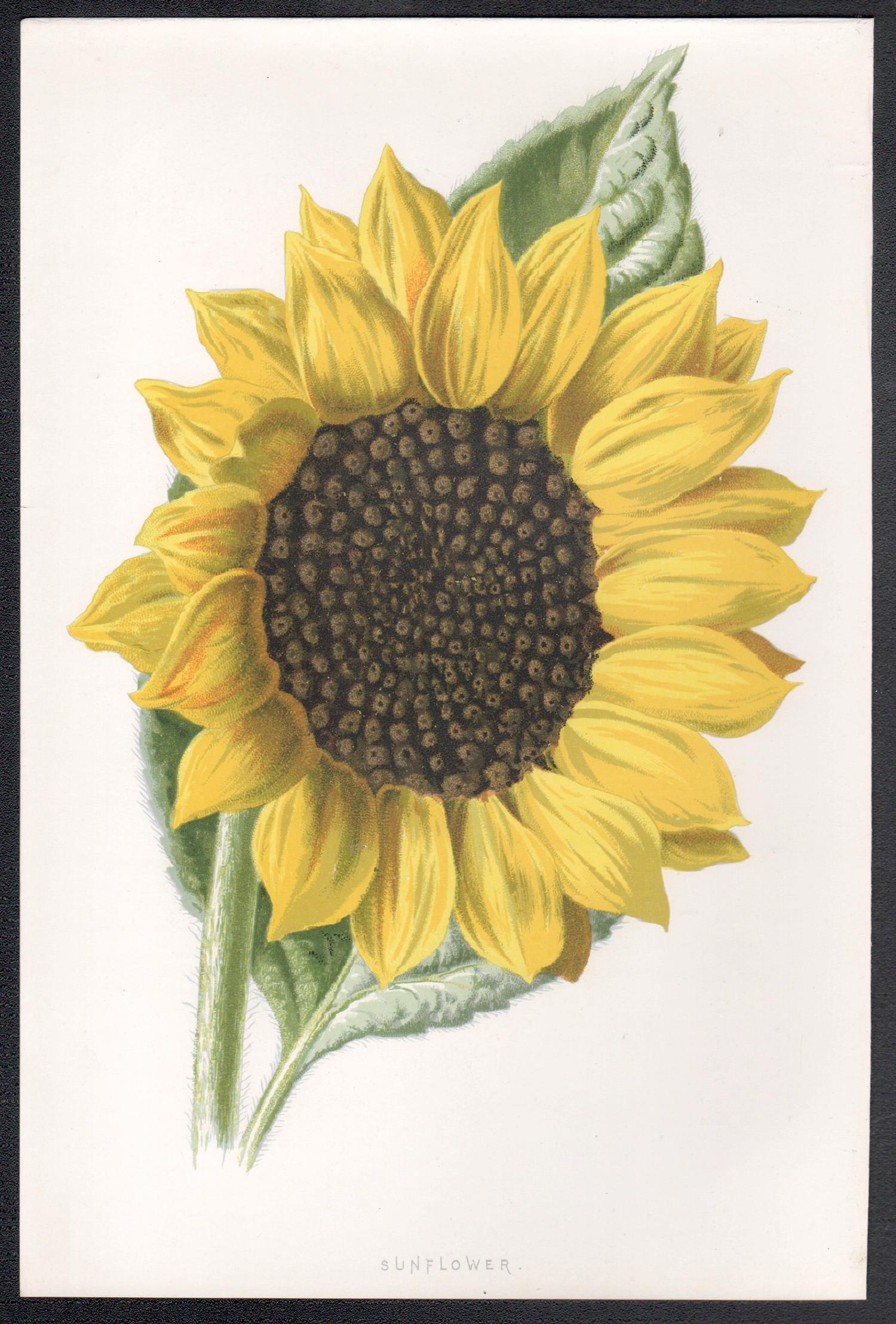 Girasol, cromolitografía botánica inglesa antigua de una flor amarilla, 1895 - Print de Frederick William Hulme