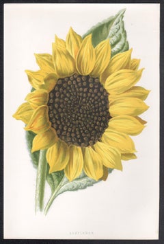 Sunflower, English antique yellow flower botanical chromolithograph, 1895