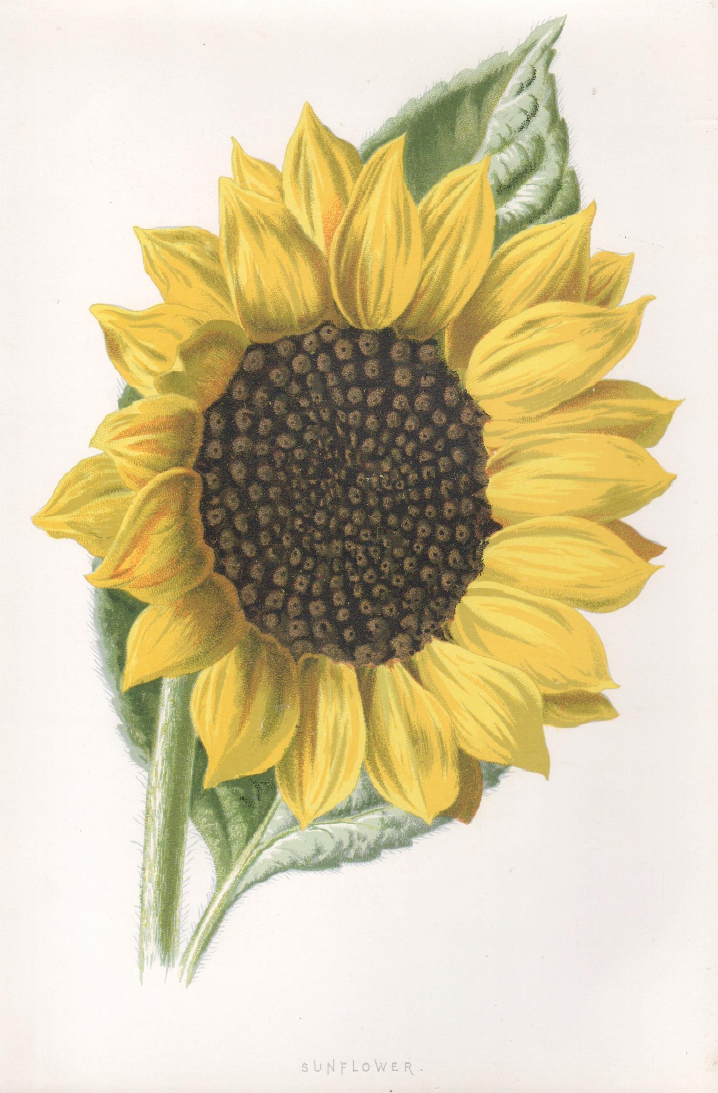 Print de Frederick William Hulme - Girasol, cromolitografía botánica inglesa antigua de una flor amarilla, 1895