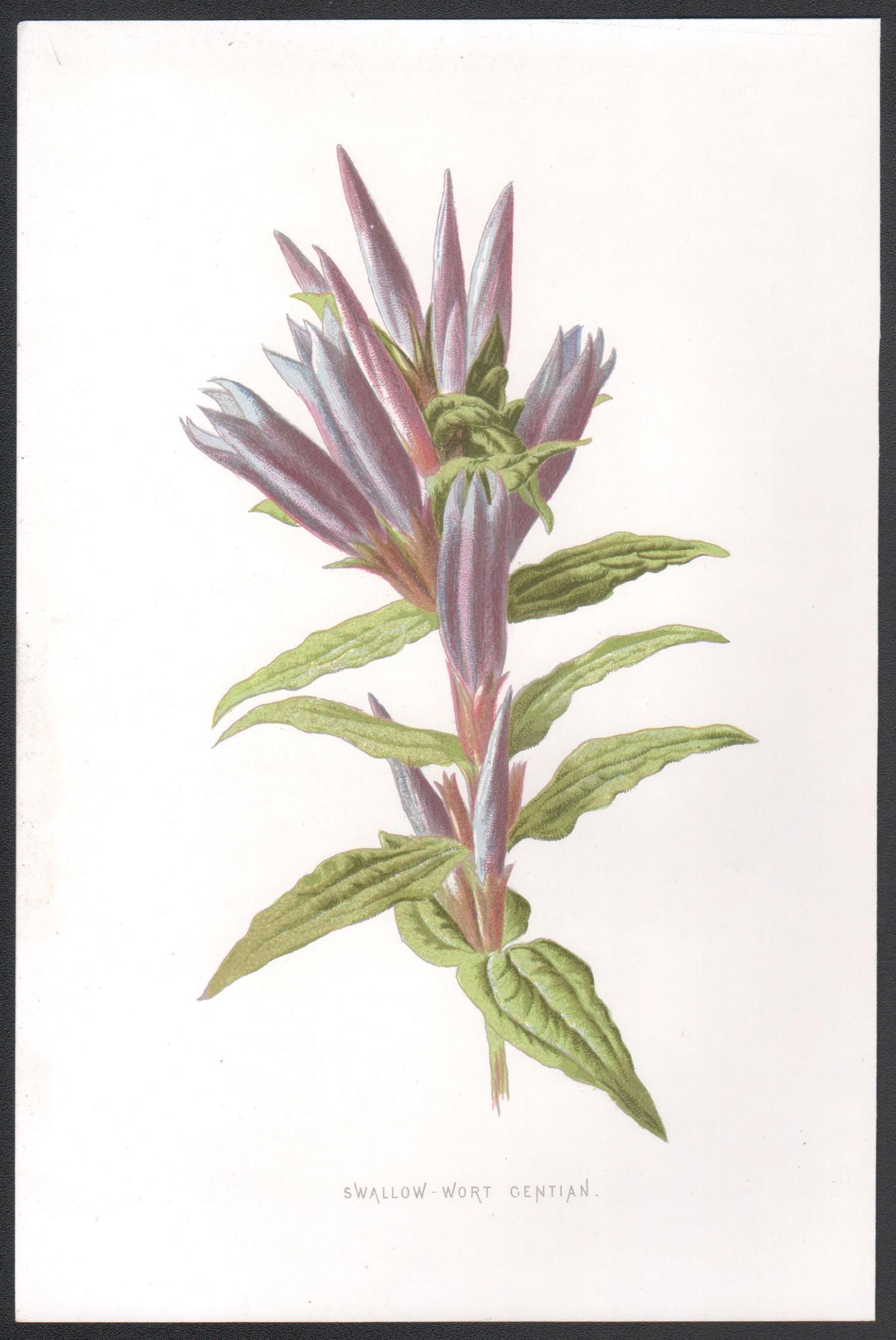 Genciana golondrina, cromolitografía botánica de flores antiguas inglesas, 1895 - Print de Frederick William Hulme
