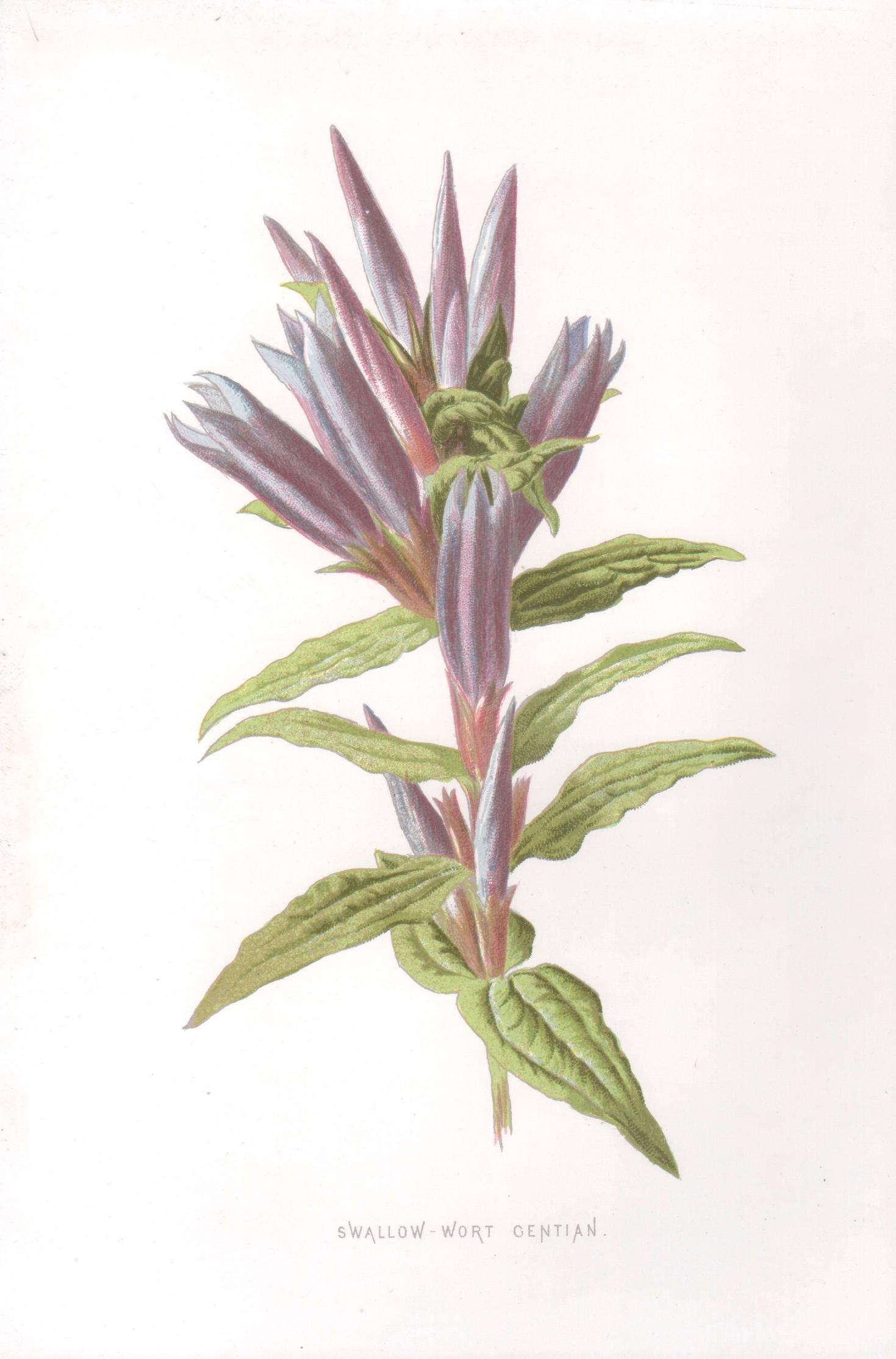 Still-Life Print de Frederick William Hulme - Genciana golondrina, cromolitografía botánica de flores antiguas inglesas, 1895