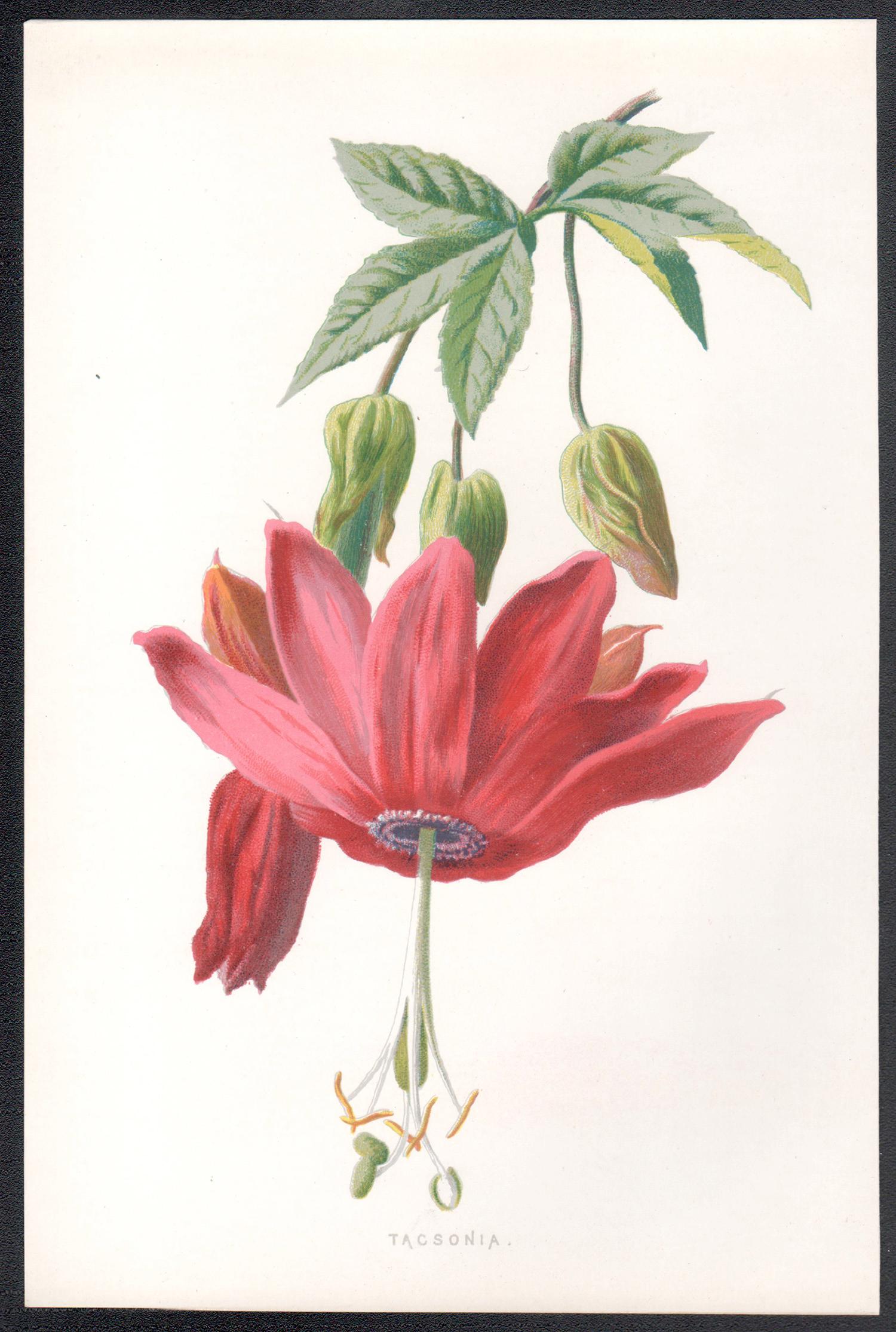 Tacsonia, cromolitografía botánica inglesa antigua de una flor rosa, 1895 - Print de Frederick William Hulme