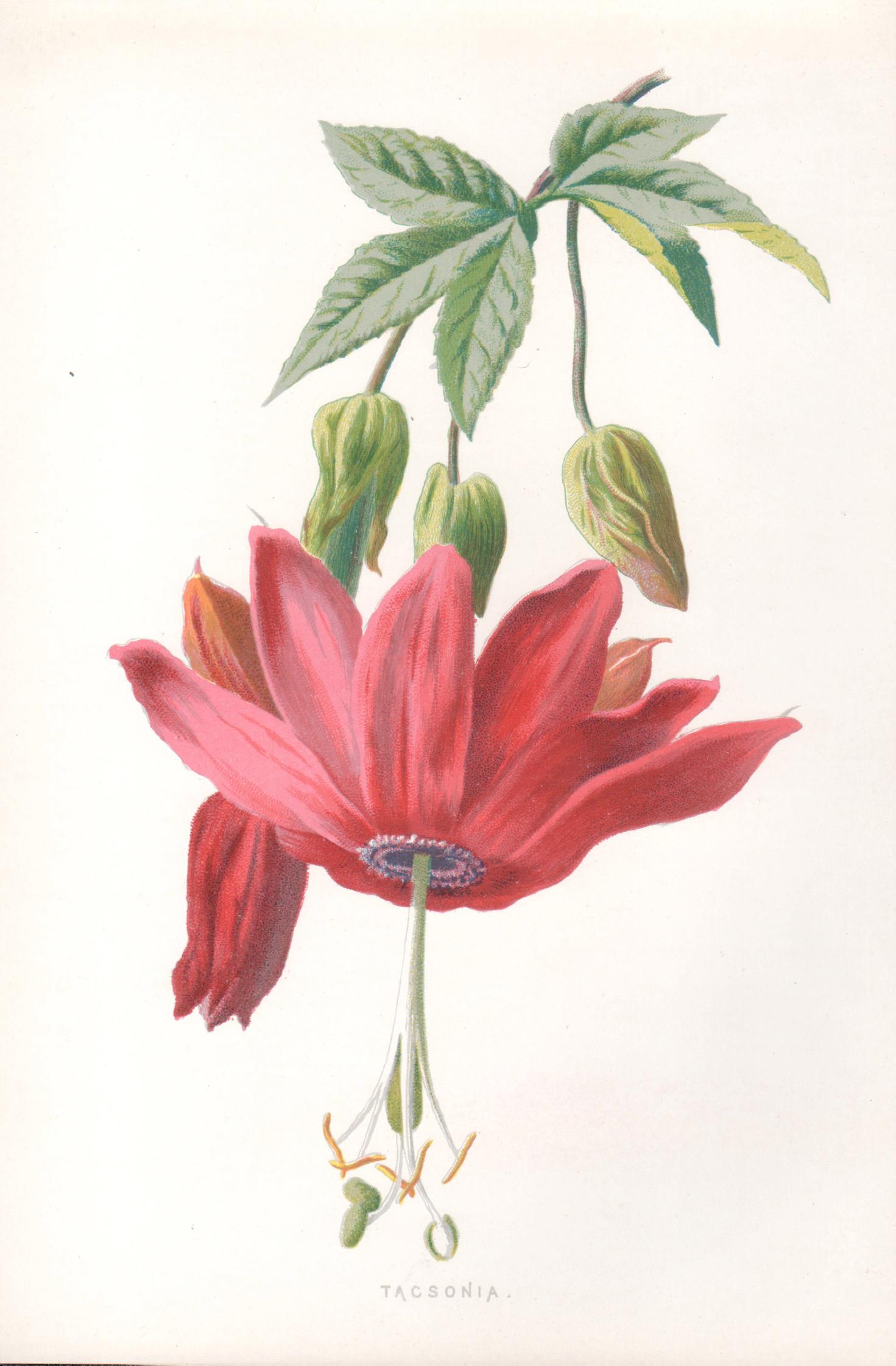 Still-Life Print de Frederick William Hulme - Tacsonia, cromolitografía botánica inglesa antigua de una flor rosa, 1895