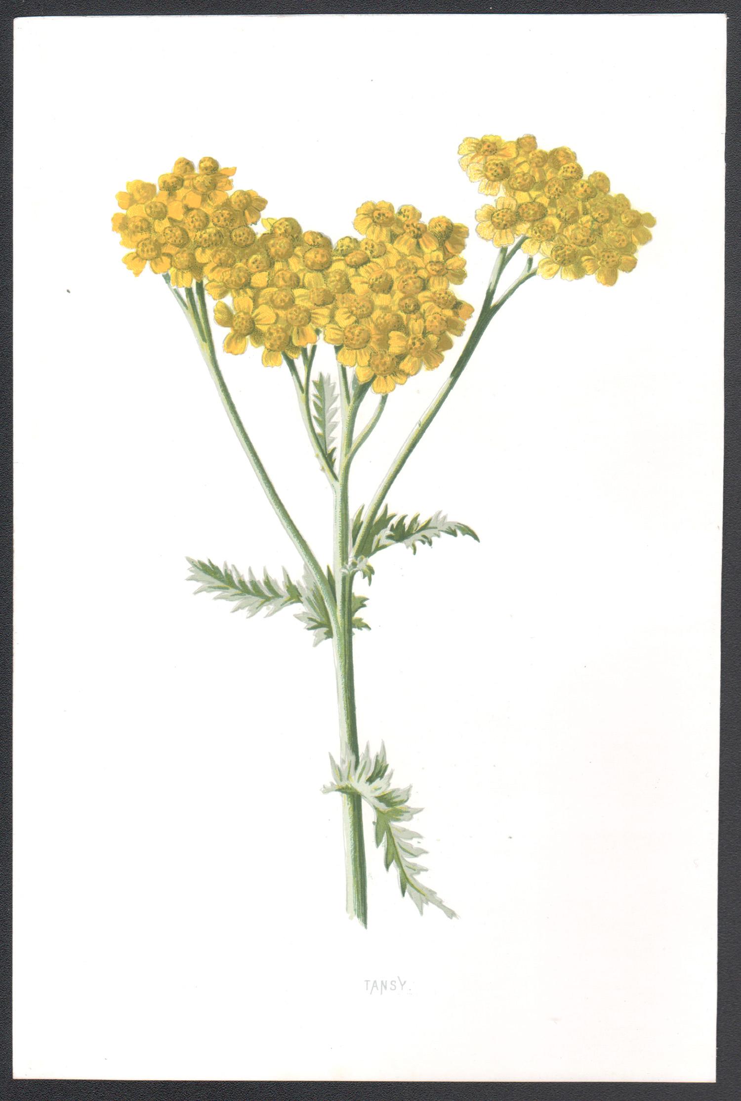 Tansy, antico fiore giallo inglese, cromolitografia botanica, 1895 - Print di Frederick William Hulme