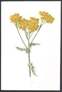 Tansy, English antique yellow flower botanical chromolithograph, 1895