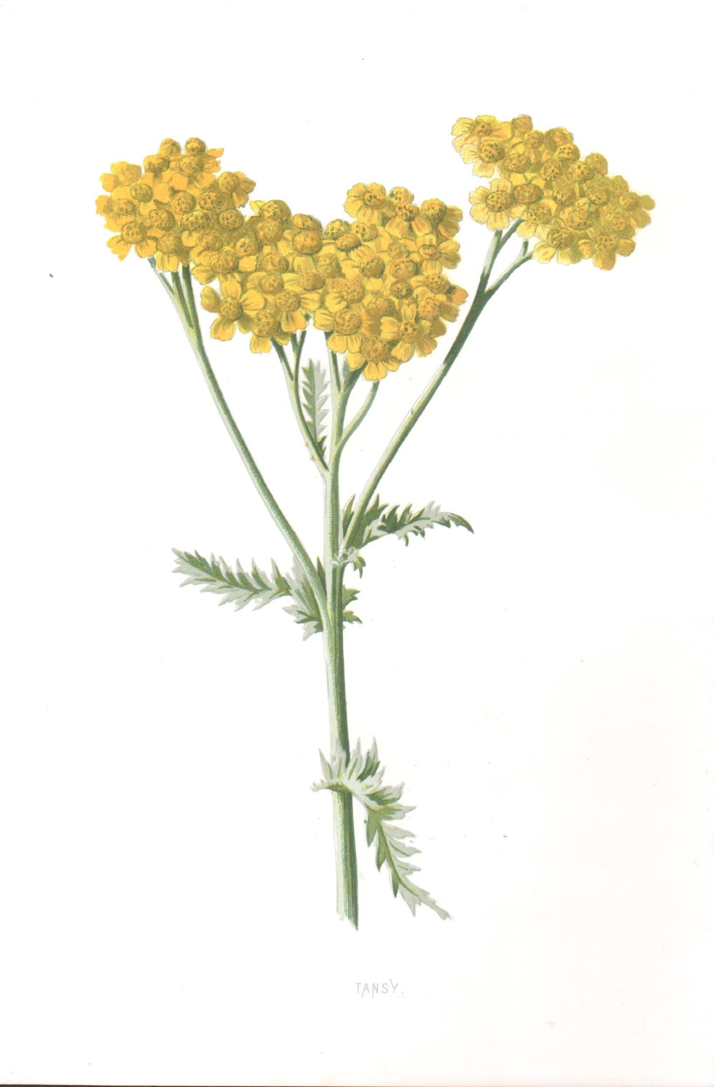 Print di Frederick William Hulme - Tansy, antico fiore giallo inglese, cromolitografia botanica, 1895