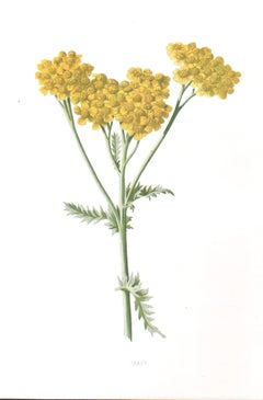 Tansy, English antique yellow flower botanical chromolithograph, 1895