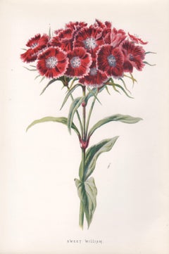 Three English antique flower botanical chromolithograph 1895