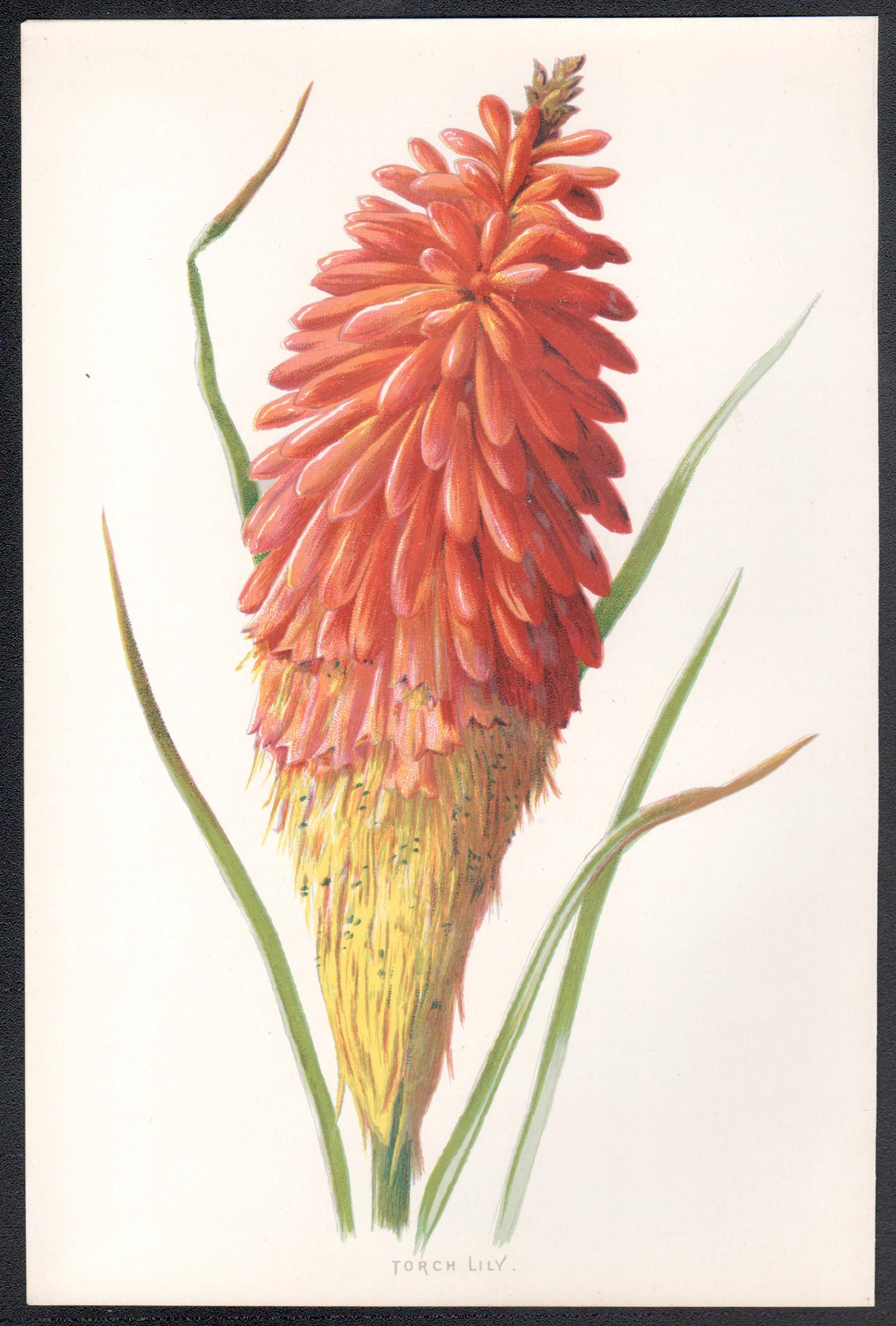 Lirio de las antorchas, cromolitografía botánica de una flor roja antigua inglesa, 1895 - Print de Frederick William Hulme