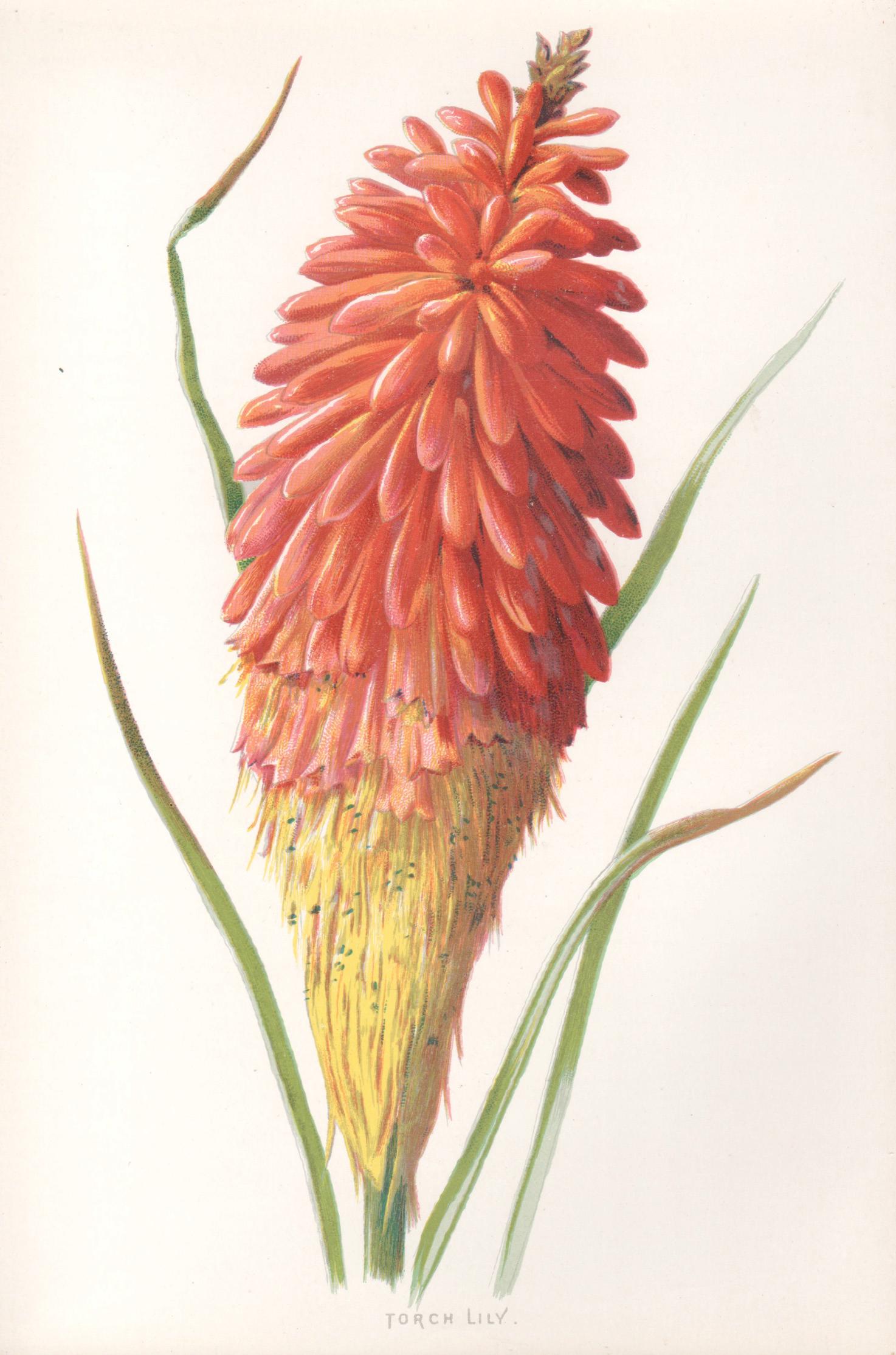 Still-Life Print de Frederick William Hulme - Lirio de las antorchas, cromolitografía botánica de una flor roja antigua inglesa, 1895