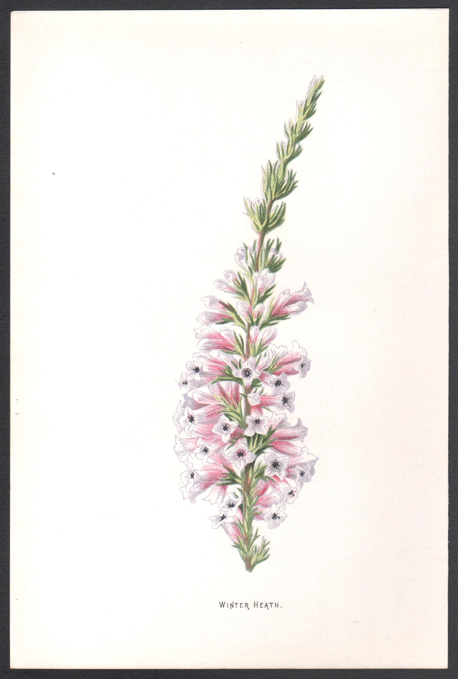 Brughiera d'inverno, cromolitografia botanica inglese di fiori rosa antichi, 1895 - Print di Frederick William Hulme