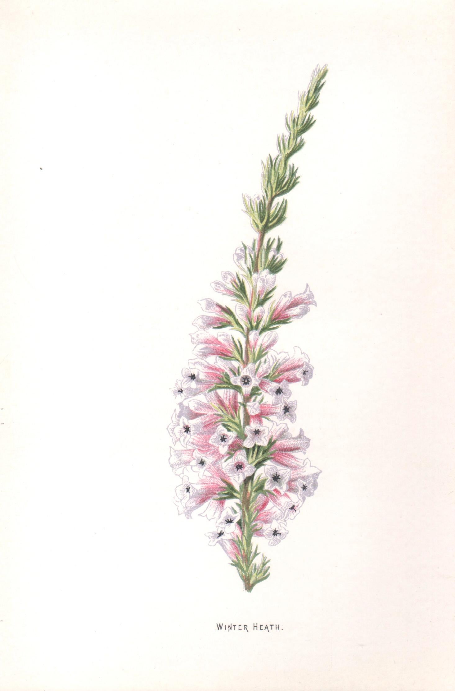 Print di Frederick William Hulme - Brughiera d'inverno, cromolitografia botanica inglese di fiori rosa antichi, 1895