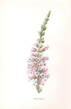 Winter Heath, English antique pink flower botanical chromolithograph, 1895