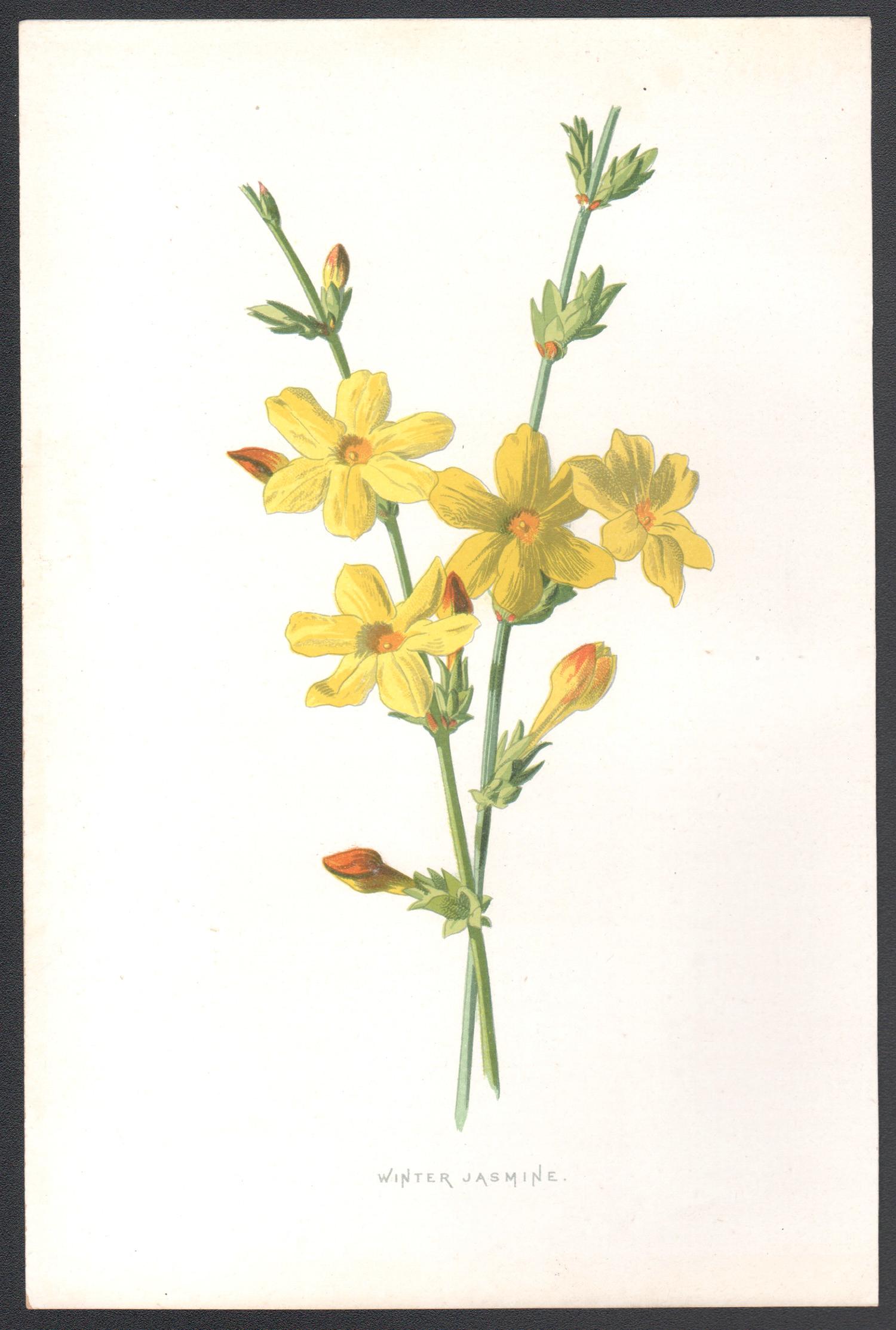 Gelsomino d'inverno, cromolitografia botanica inglese di un antico fiore giallo, 1895 - Print di Frederick William Hulme