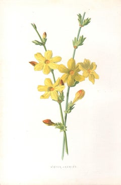 Winter Jasmine, English antique yellow flower botanical chromolithograph, 1895