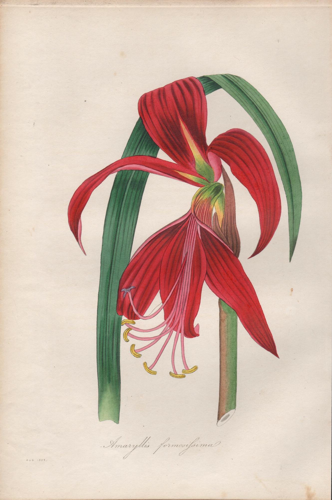Frederick William Smith Print - Amaryllis formosissima (Sprekelia, Aztec Lily), antique botanical engraving