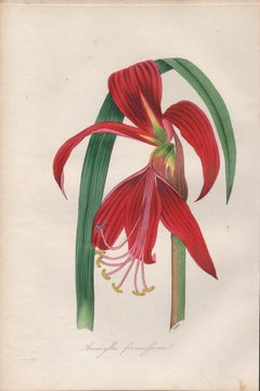 Amaryllis formosissima (Sprekelia, Aztec Lily), antique botanical engraving