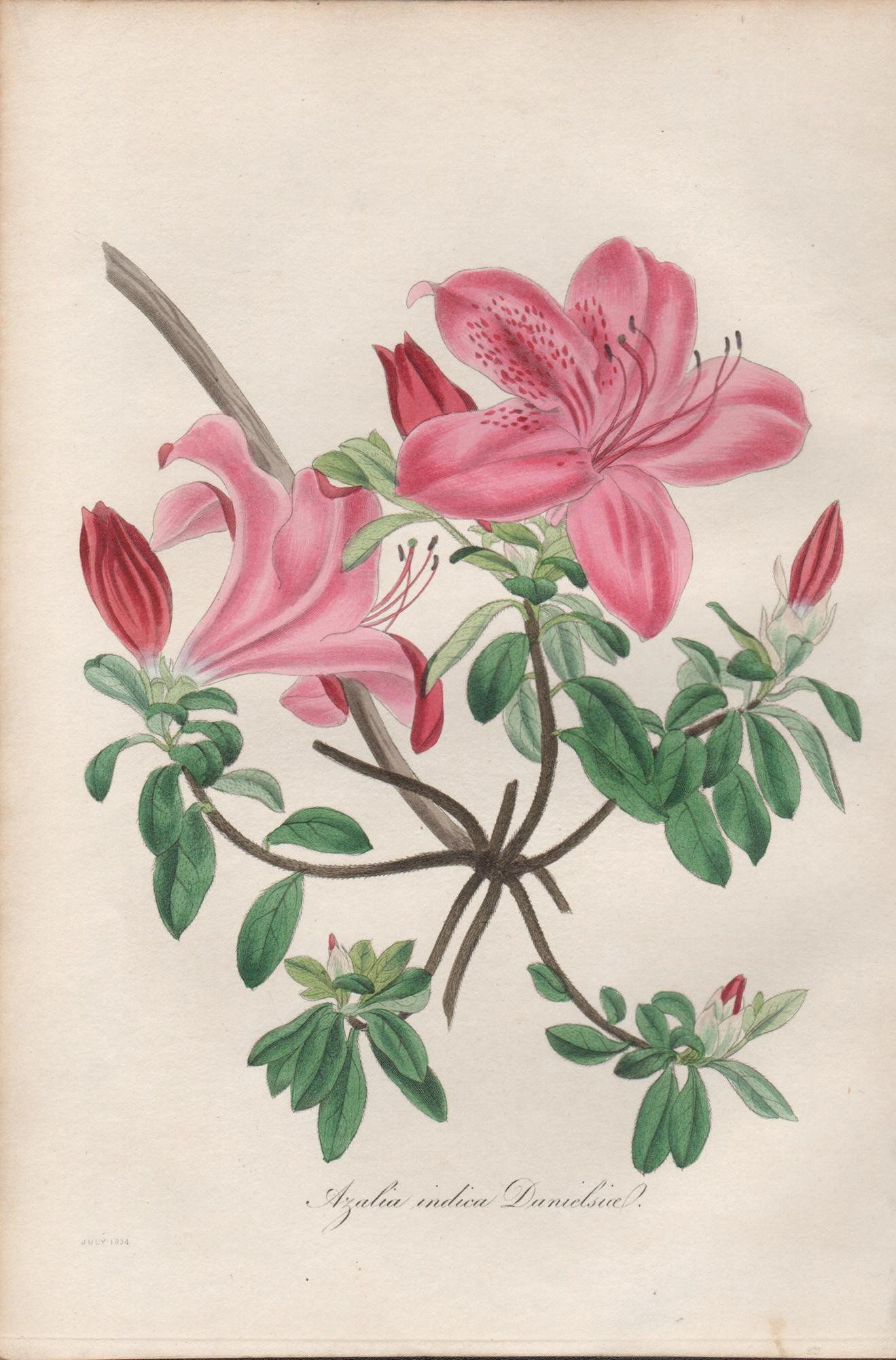 Frederick William Smith Still-Life Print - Azalea indica danielsiana, antique botanical pink flower engraving