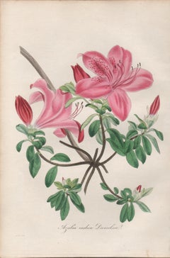 Azalea indica danielsiana, antique botanical pink flower engraving