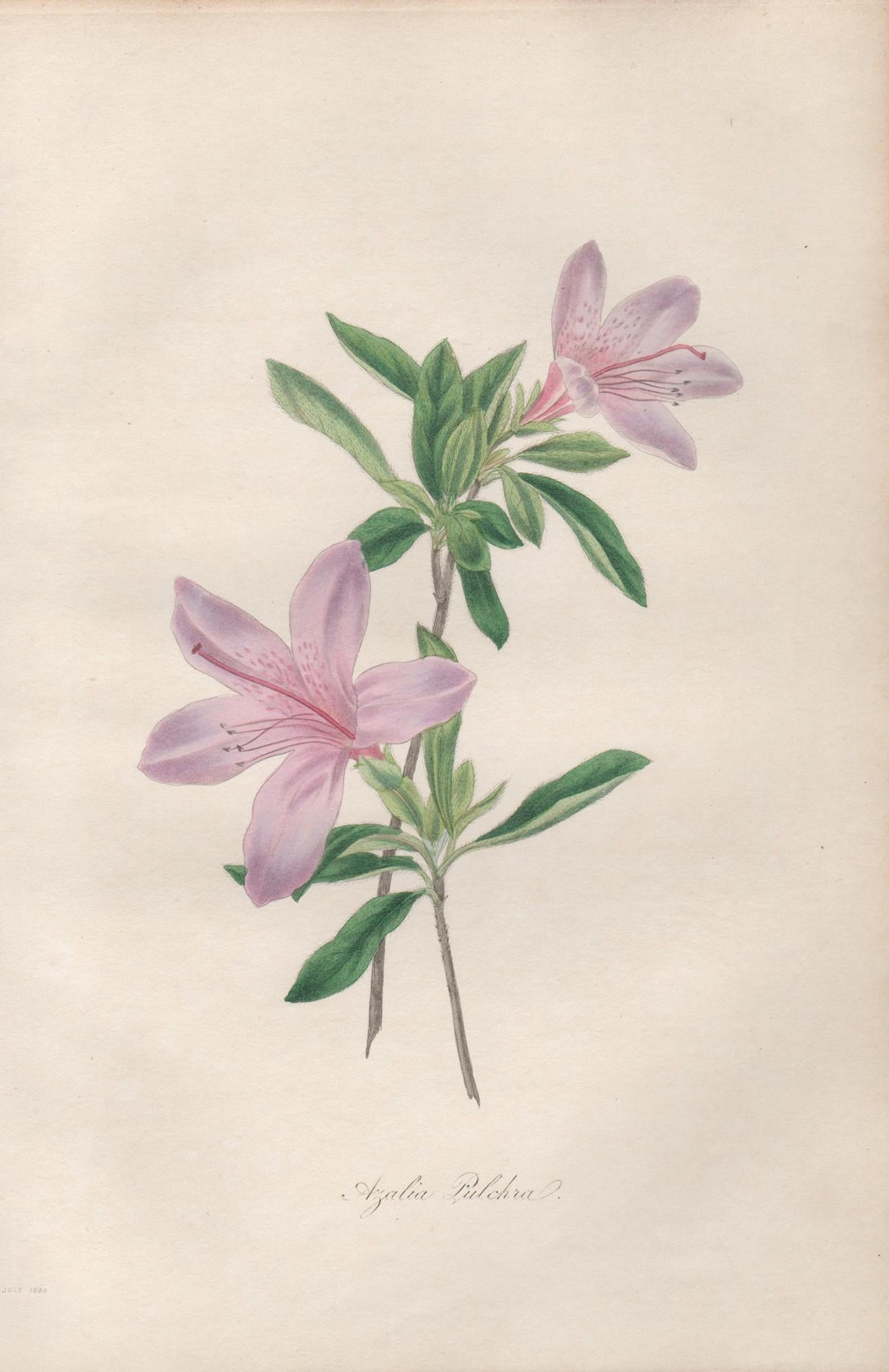 Frederick William Smith Print - Azalea Pulchra, antique botanical flower engraving