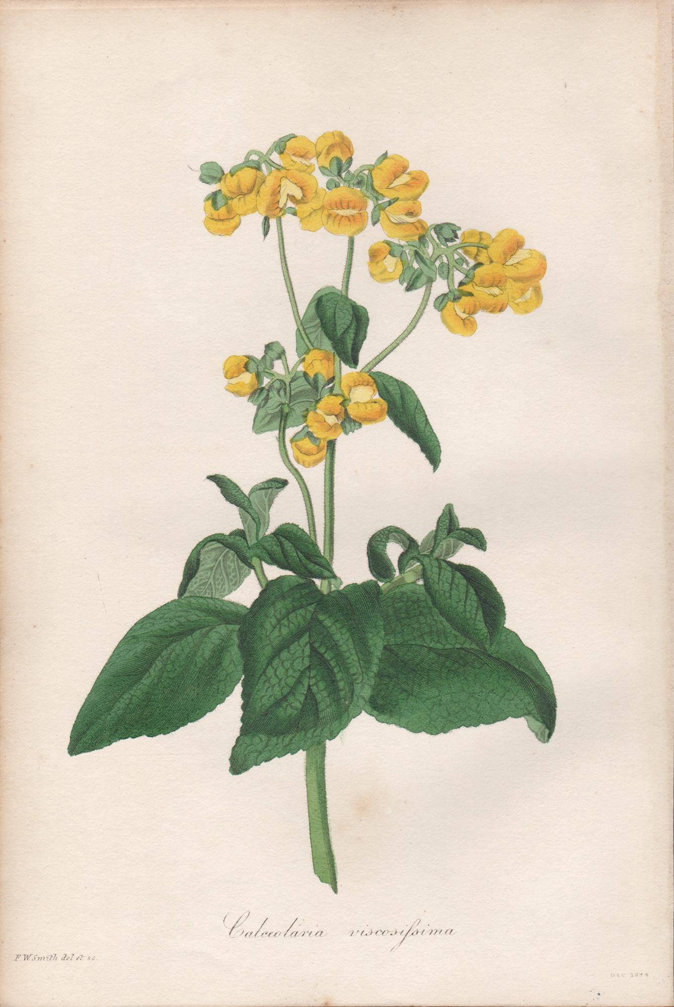 Frederick William Smith Print - Calceolaria viscosissima, antique botanical yellow flower engraving