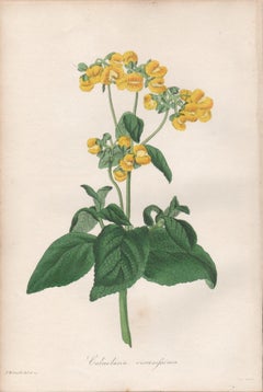 Calceolaria viscosissima, antique botanical yellow flower engraving