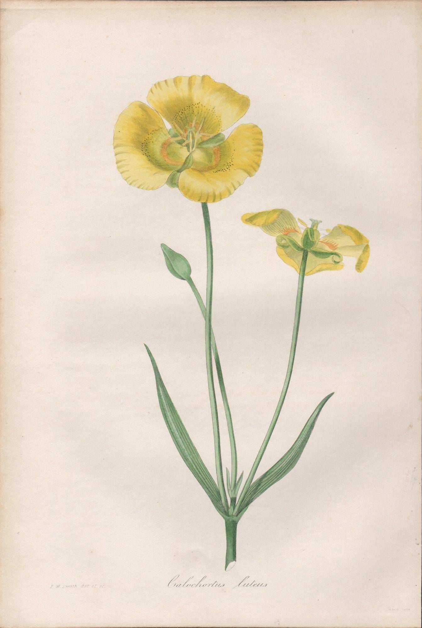 Calcochortus luteus, antique botanical yellow flower engraving