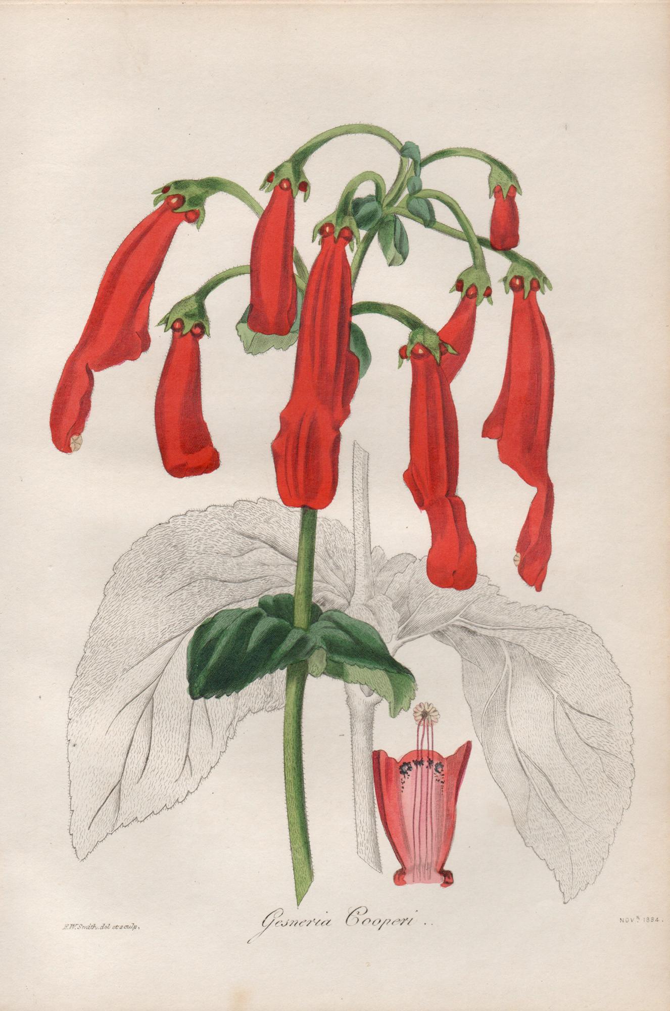 Gesneria Cooperi, antike botanische rote Blumengravur