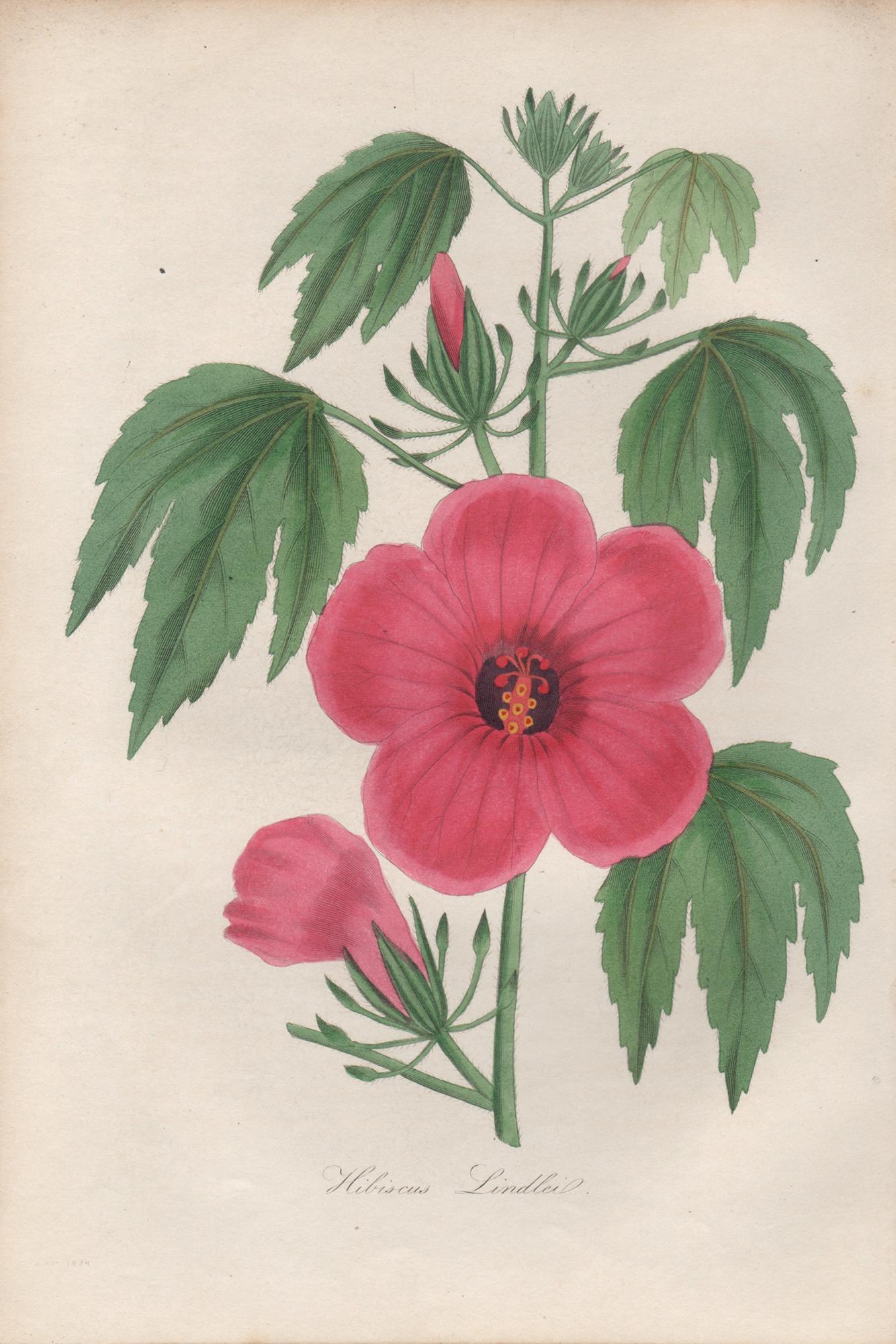Frederick William Smith Print – Hibiskus Lindlei, antike botanische rosa Blumengravur