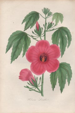 Hibiscus Lindlei, antique botanical pink flower engraving