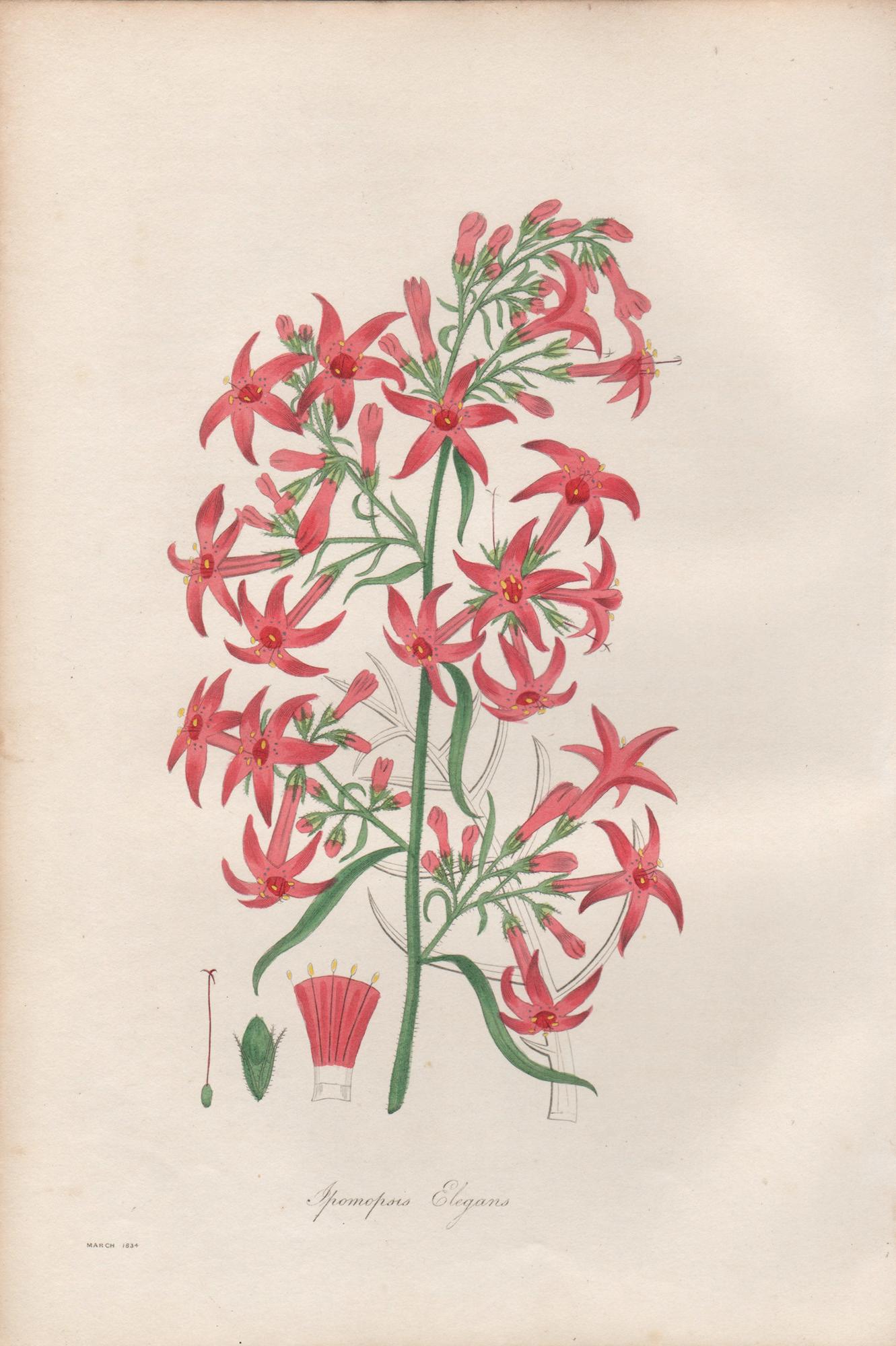 Ipomopsis Elegans, antique botanical red flower engraving