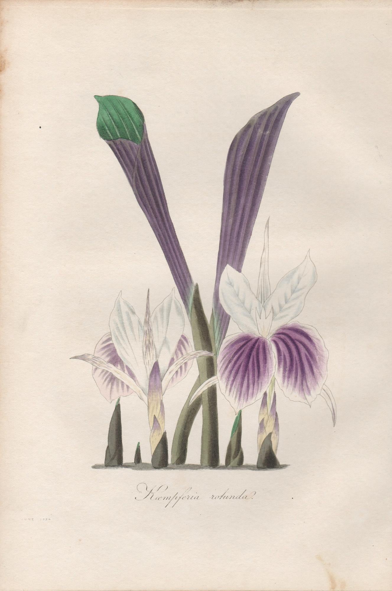 Frederick William Smith Print – Kaempferia Rotunde, antike botanische lila Orchideenblumengravur